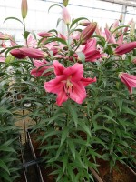 [5216 Largo VZ No02.JPG]